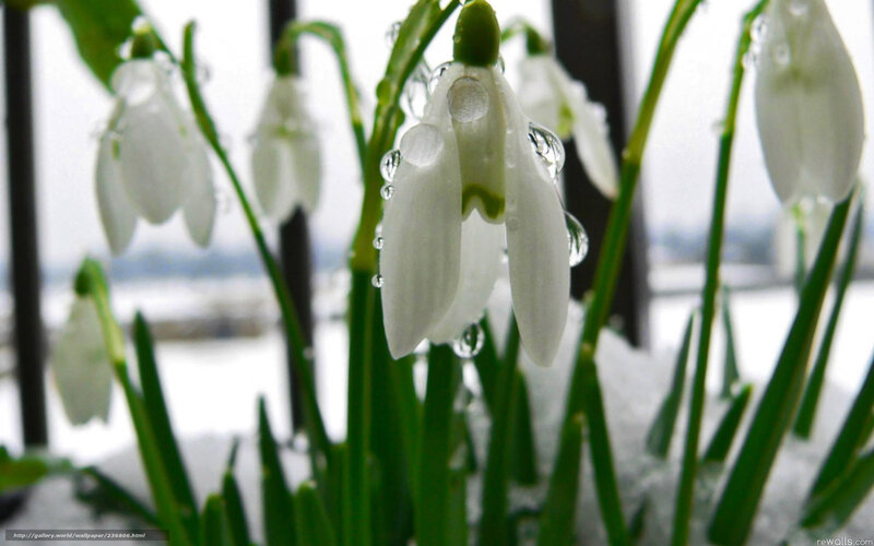 snowdrops in the snow