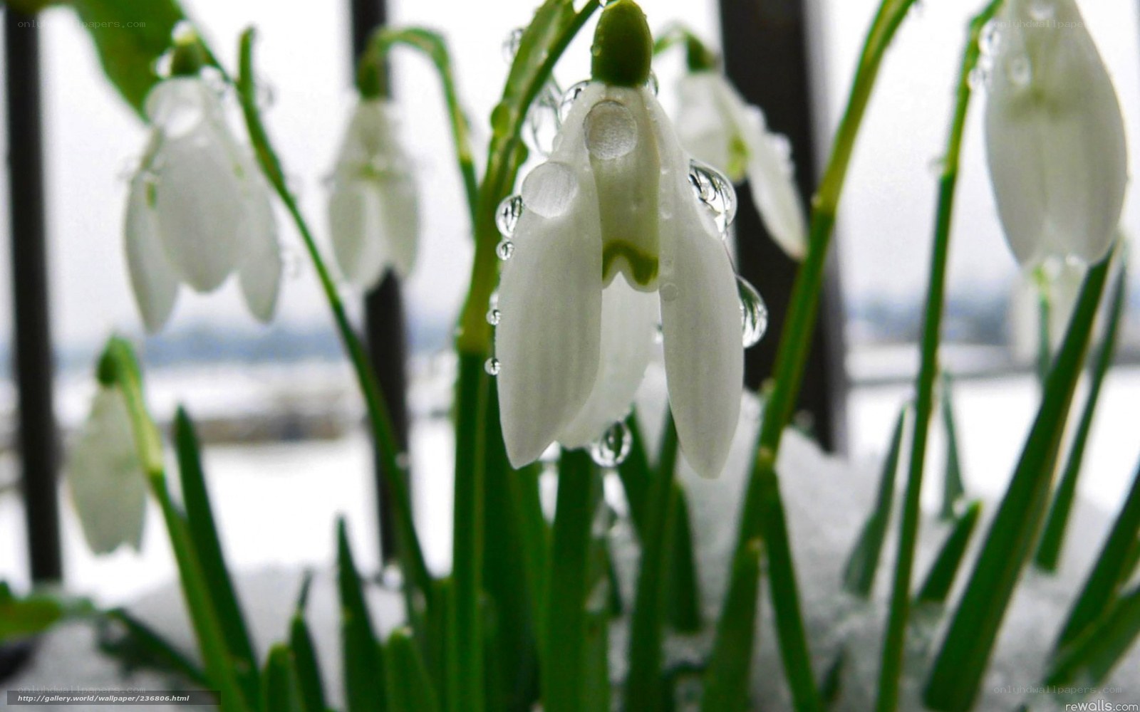 snowdrops in the snow
