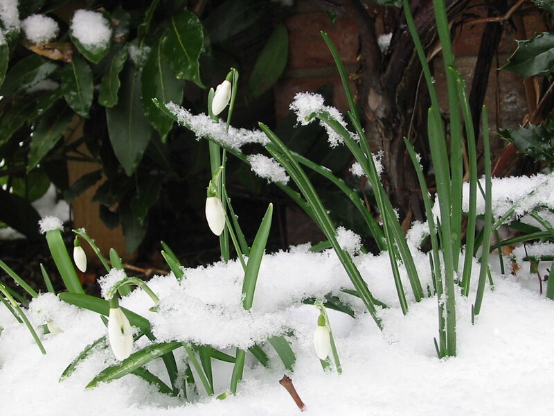Snowdrops in the snow
