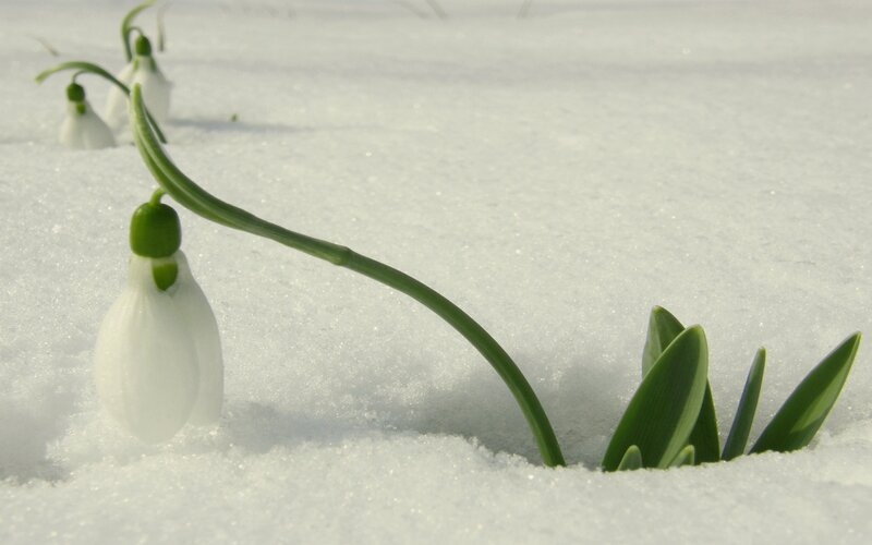 Snowdrops in the snow