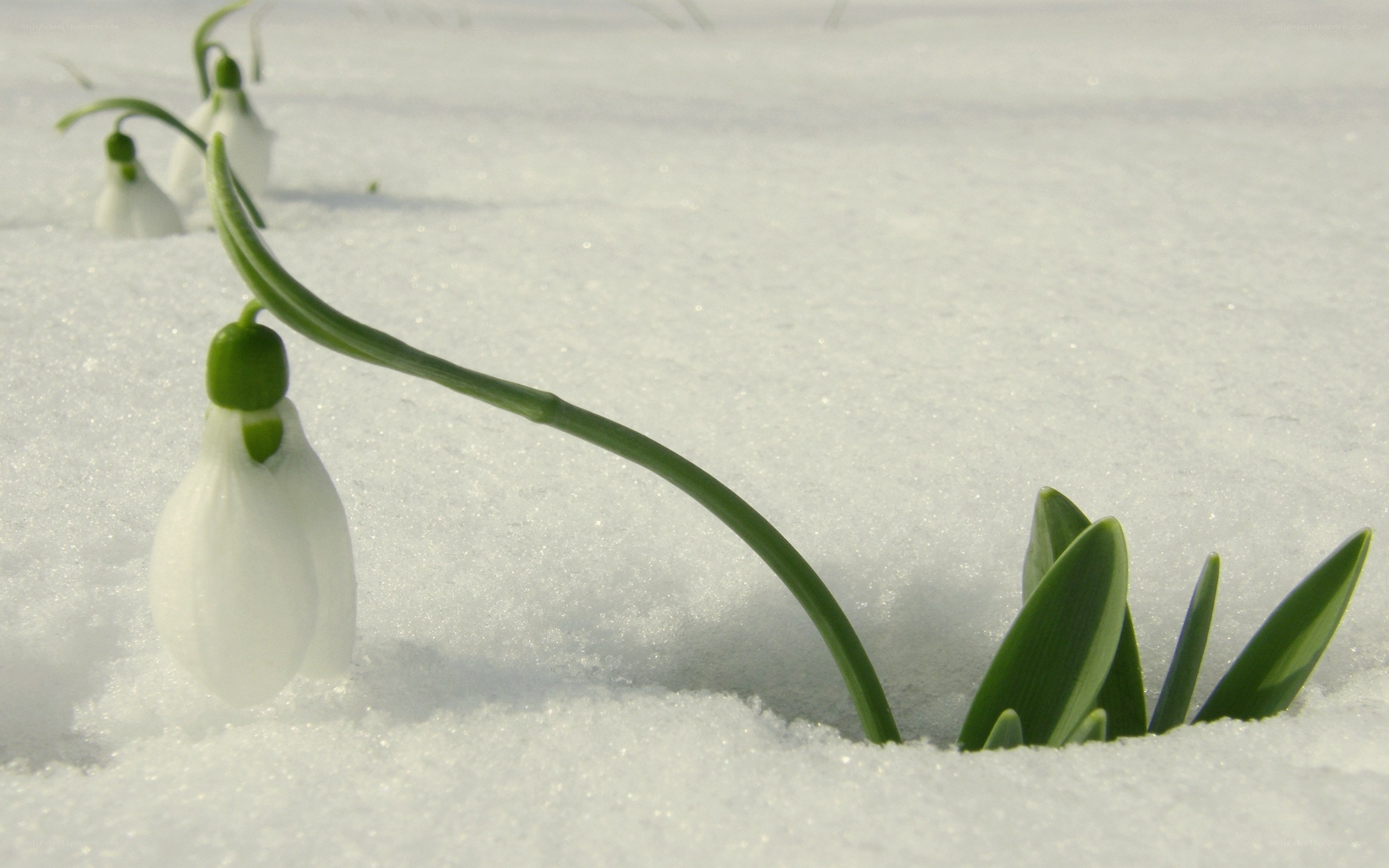 Snowdrops in the snow