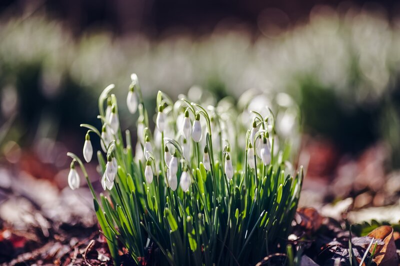 Snowdrops in the sunlight