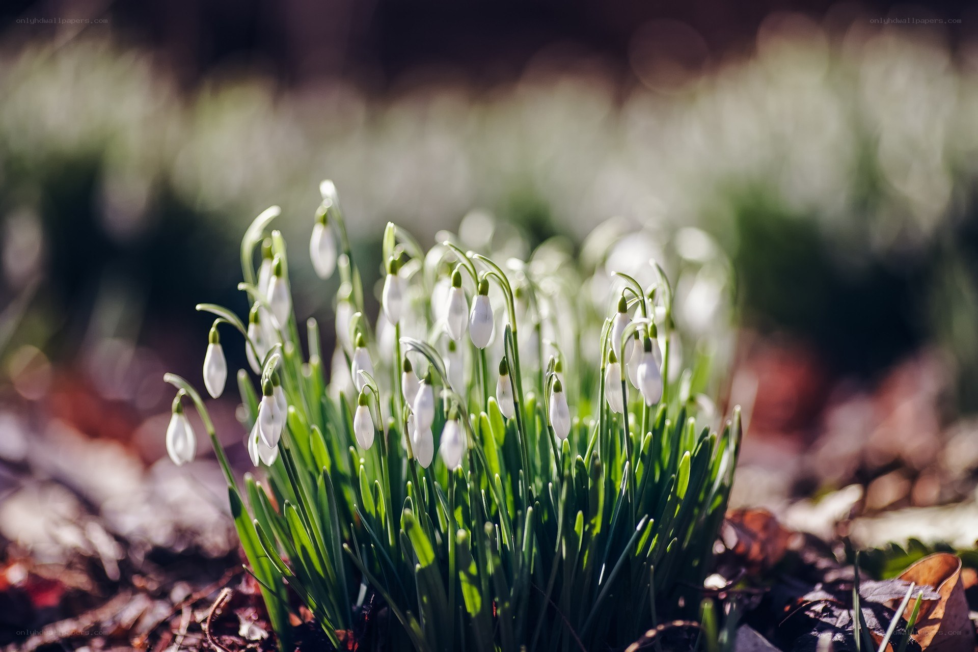 Snowdrops in the sunlight