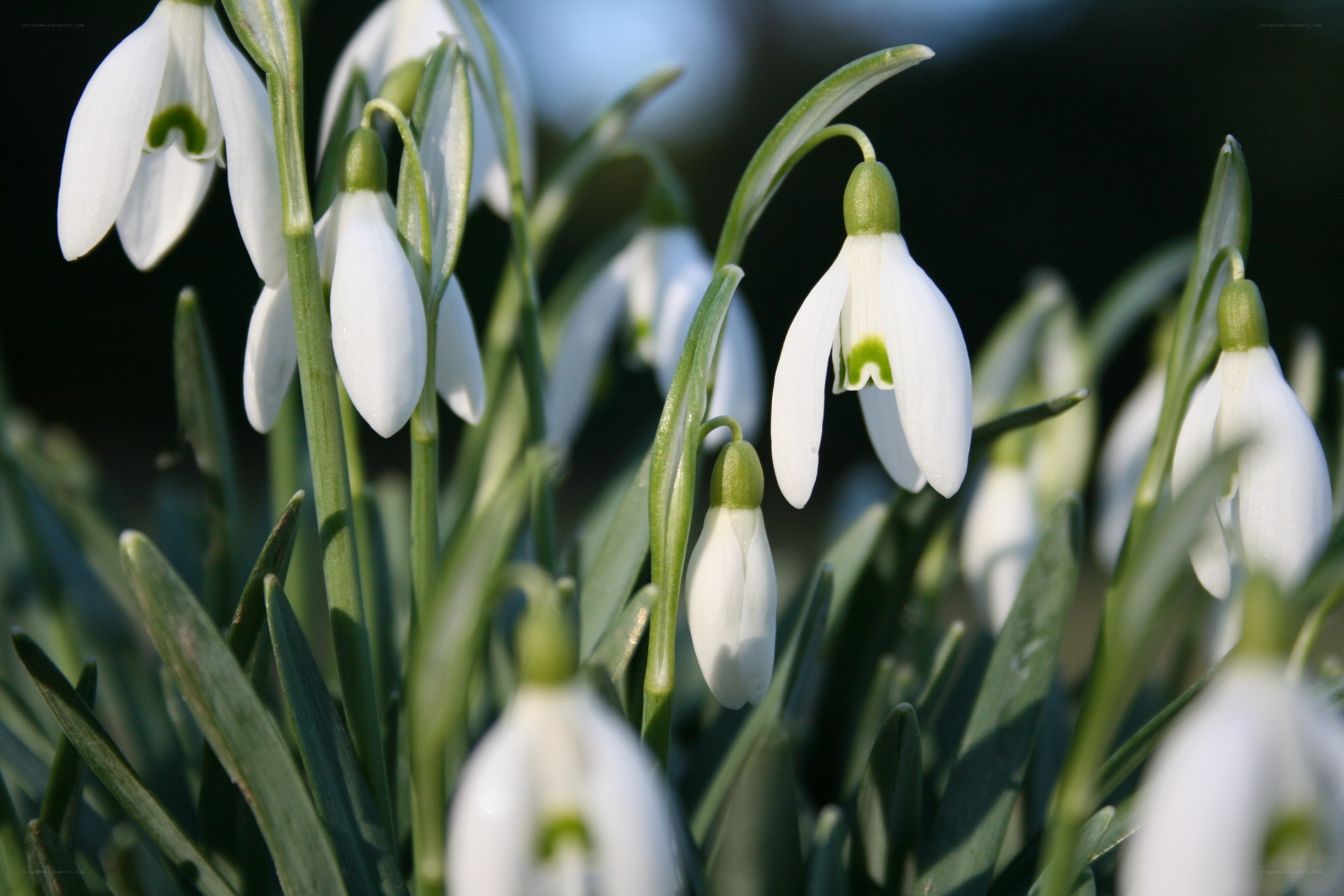 Snowdrops in the sunlight