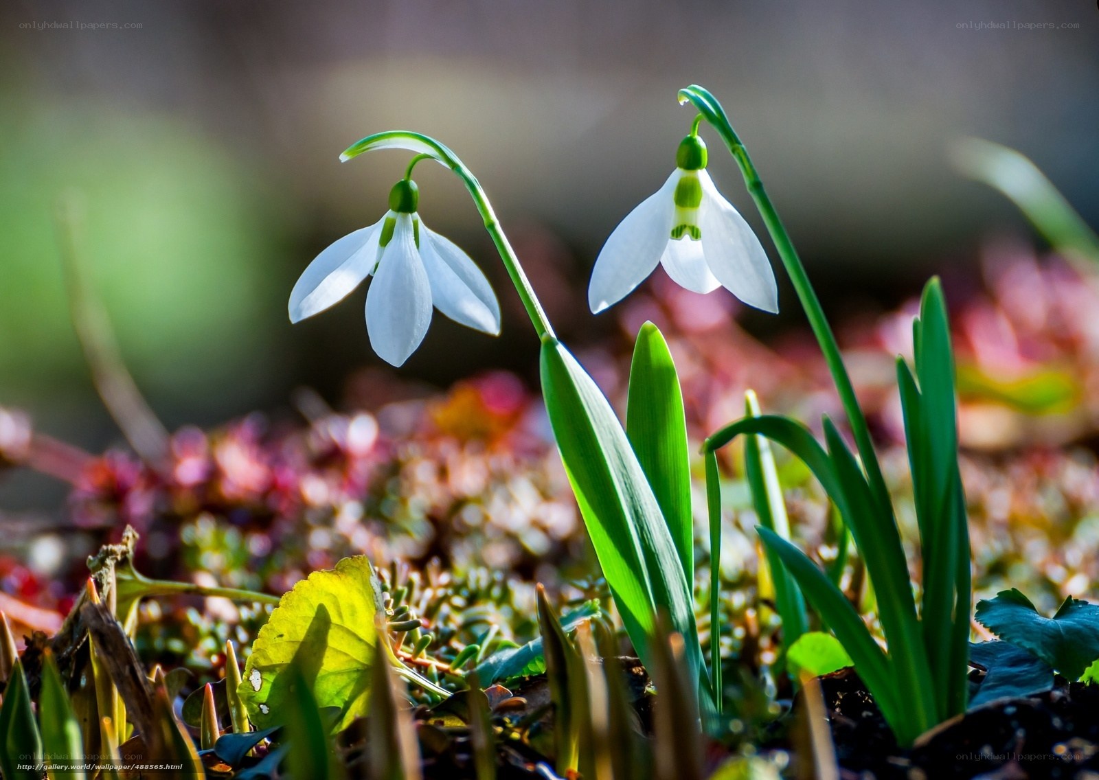 Snowdrops in the sunlight