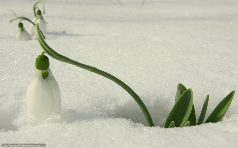 Snowdrops in winter snow