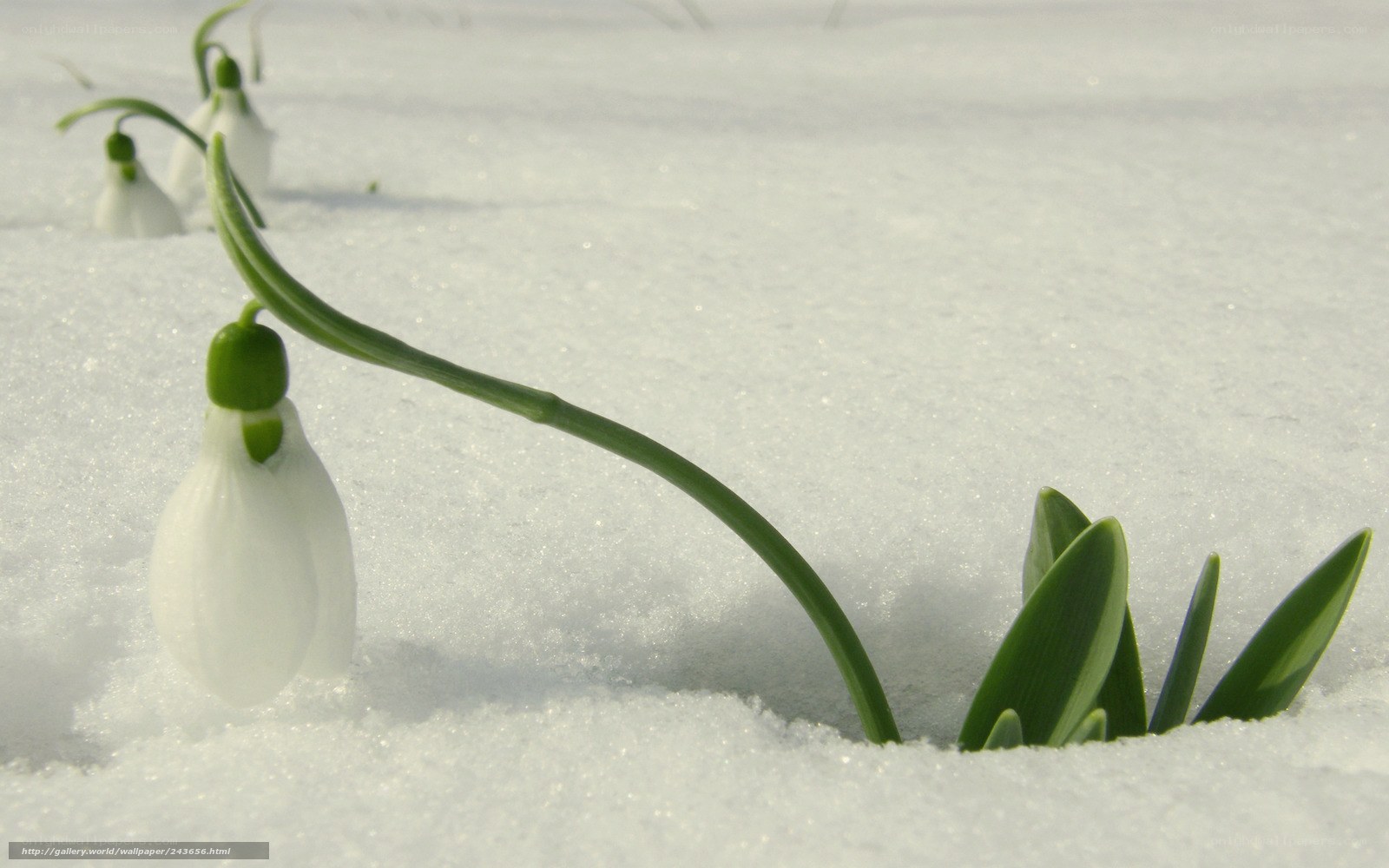 Snowdrops in winter snow