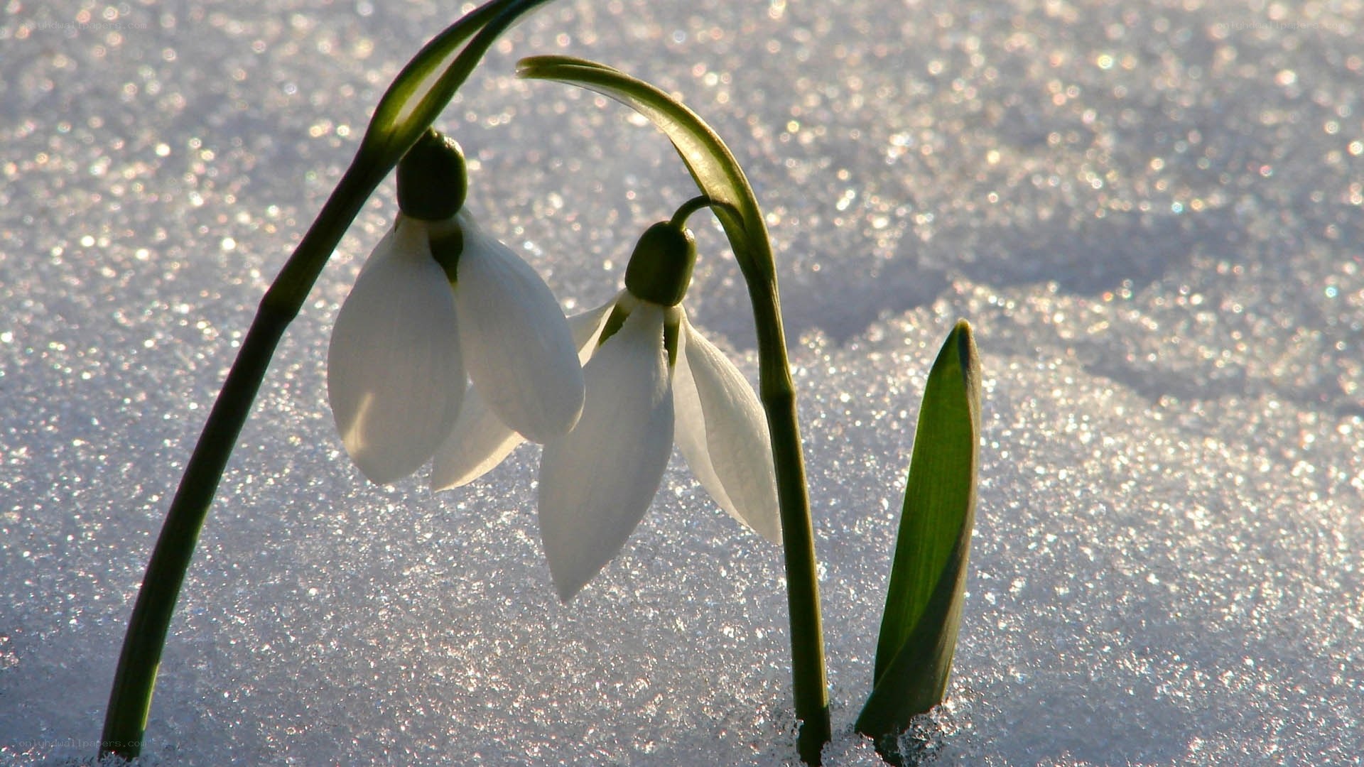 Snowdrops in winter snow