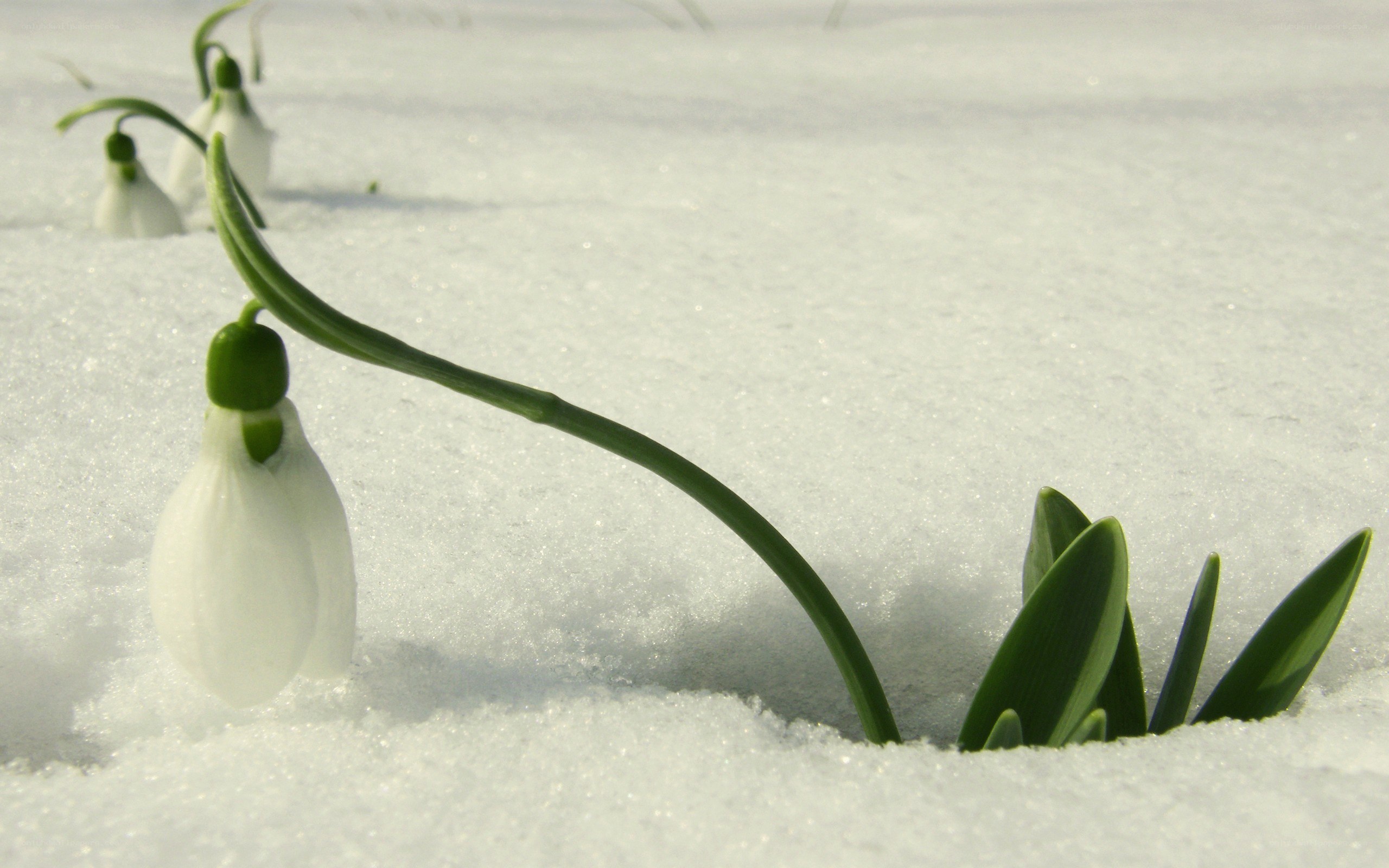 Snowdrops in winter snow