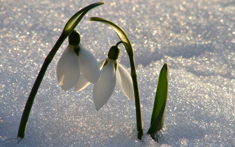 Snowdrops in winter snow