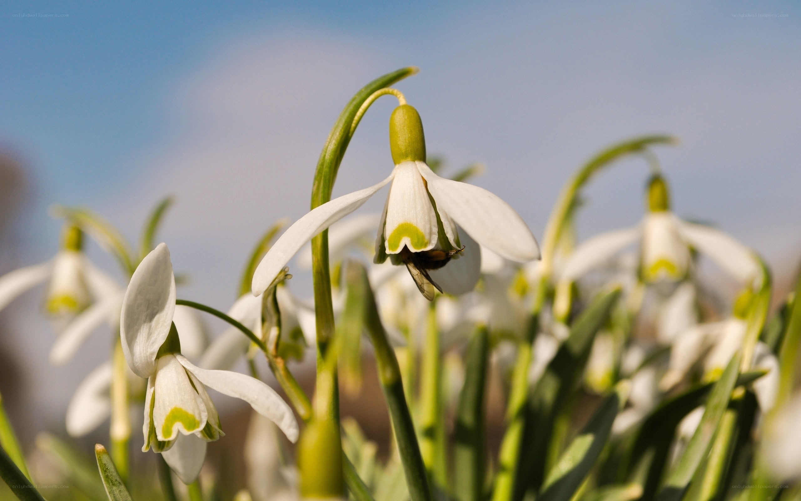 Snowdrops with bee in sunlight