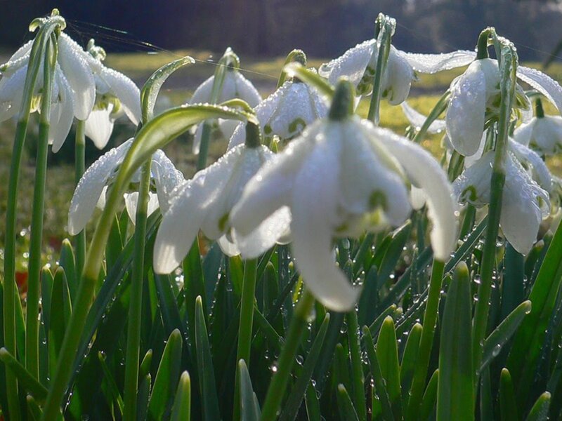Snowdrops with dew in sunlight