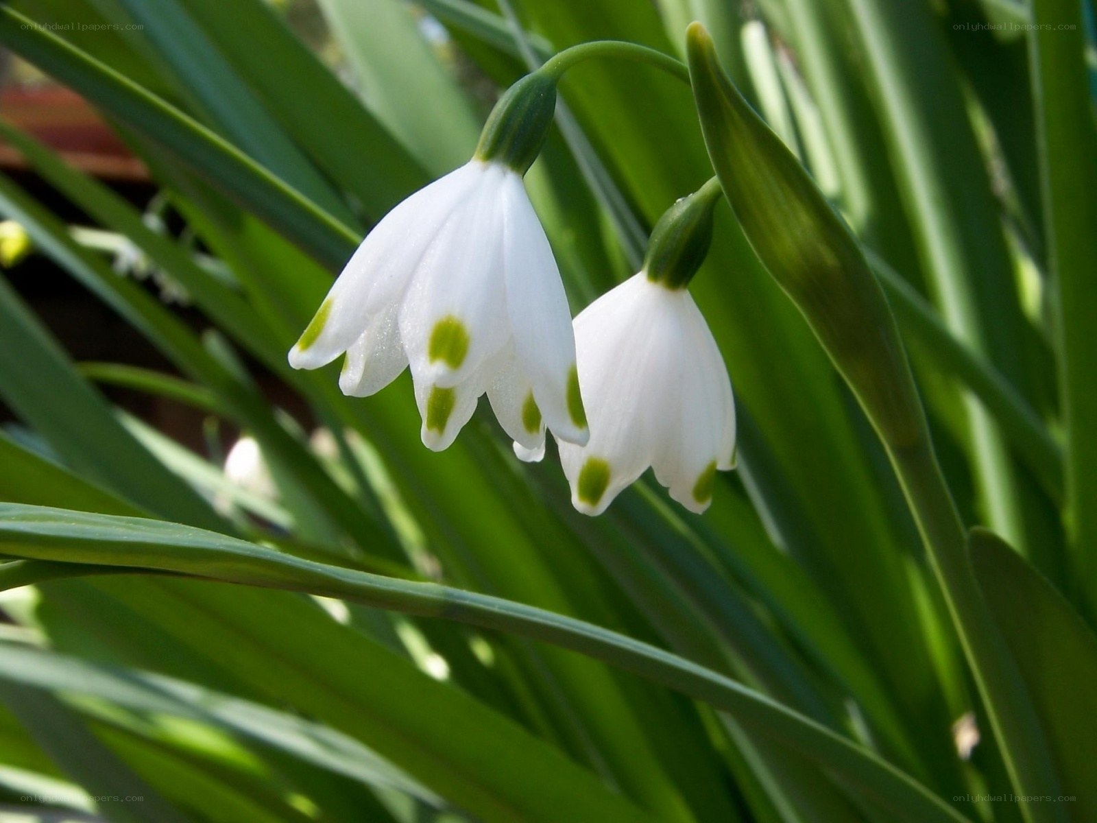 Snowdrops with green spots