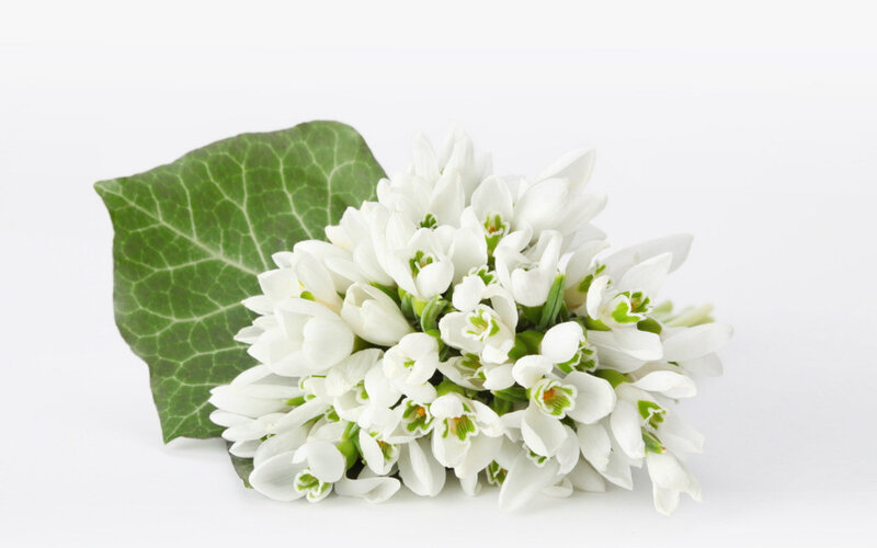 Snowdrops with Ivy Leaf