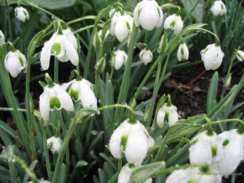 Snowdrops with raindrops