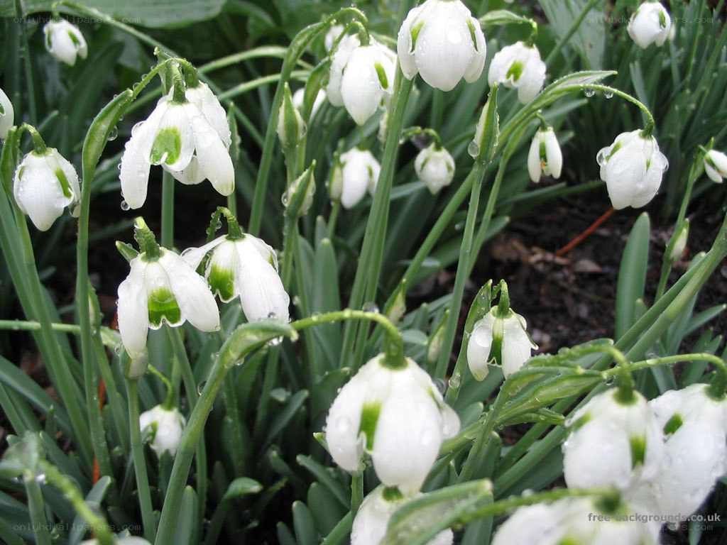 Snowdrops with raindrops