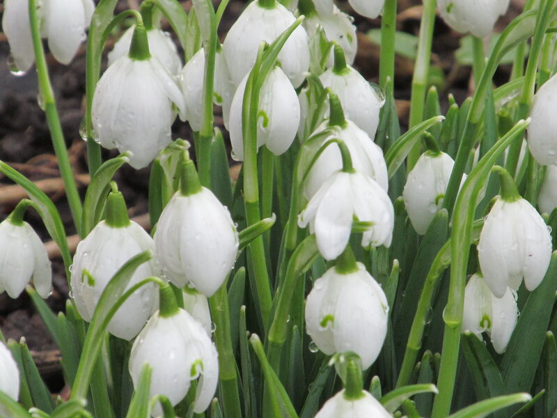 Snowdrops with Water Droplets