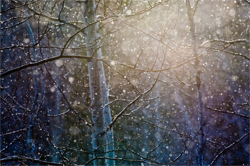 Snowfall in a winter forest
