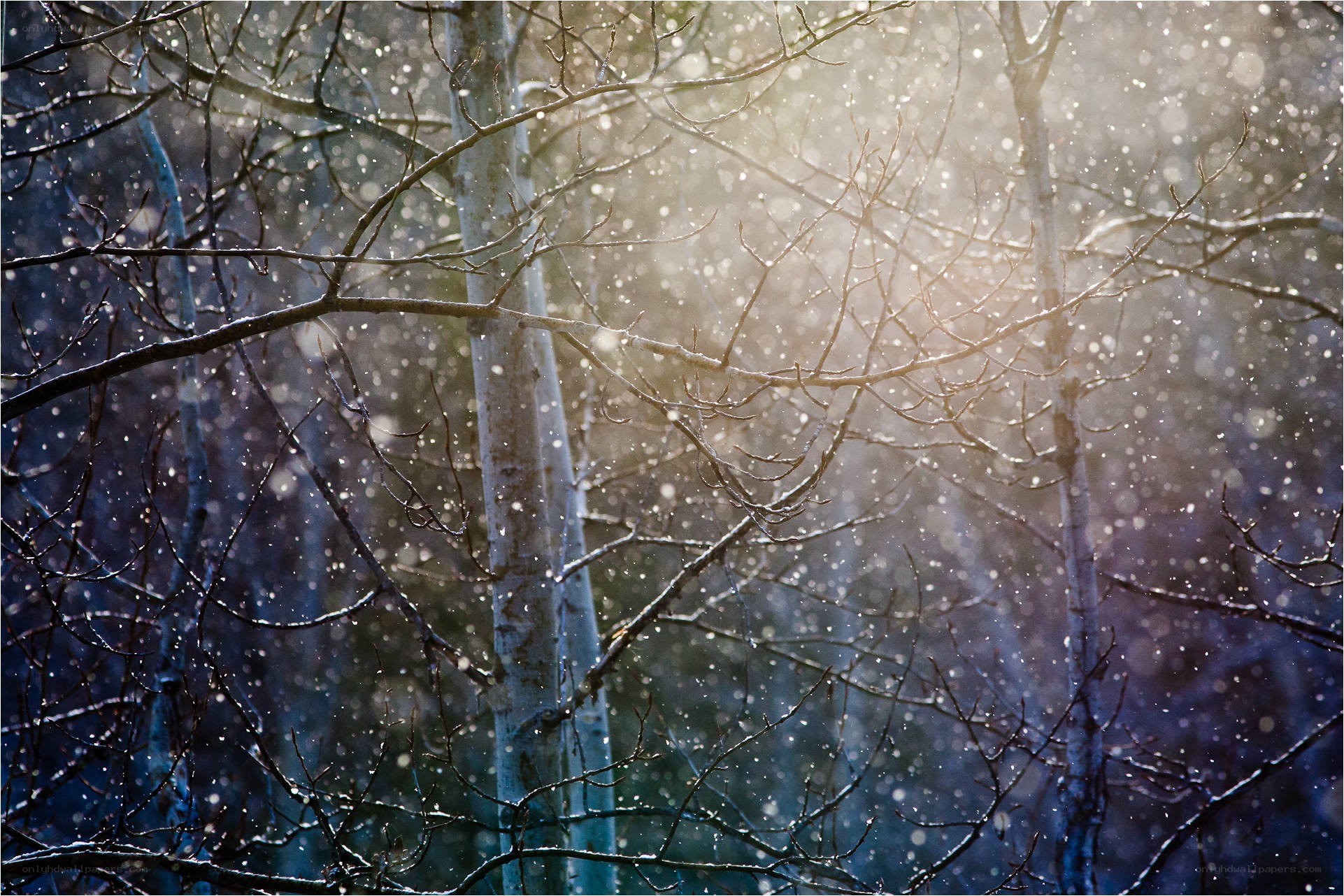 Snowfall in a winter forest