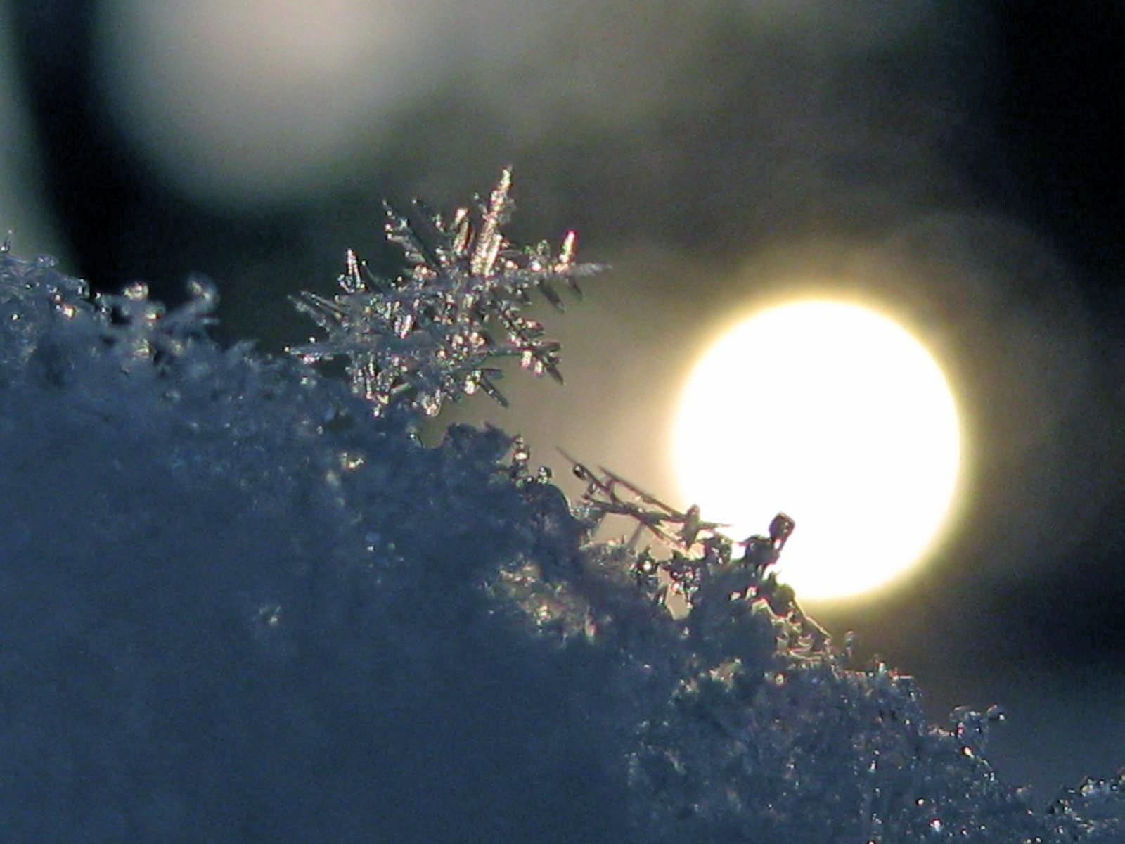 Snowflake in sunlight