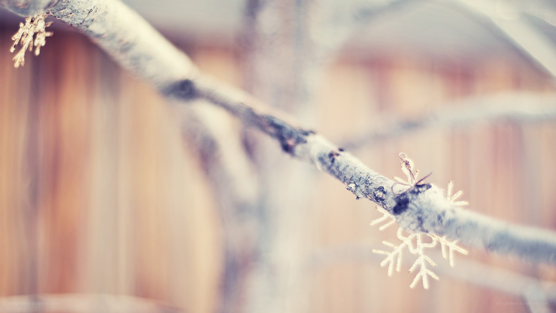 snowflake on a branch