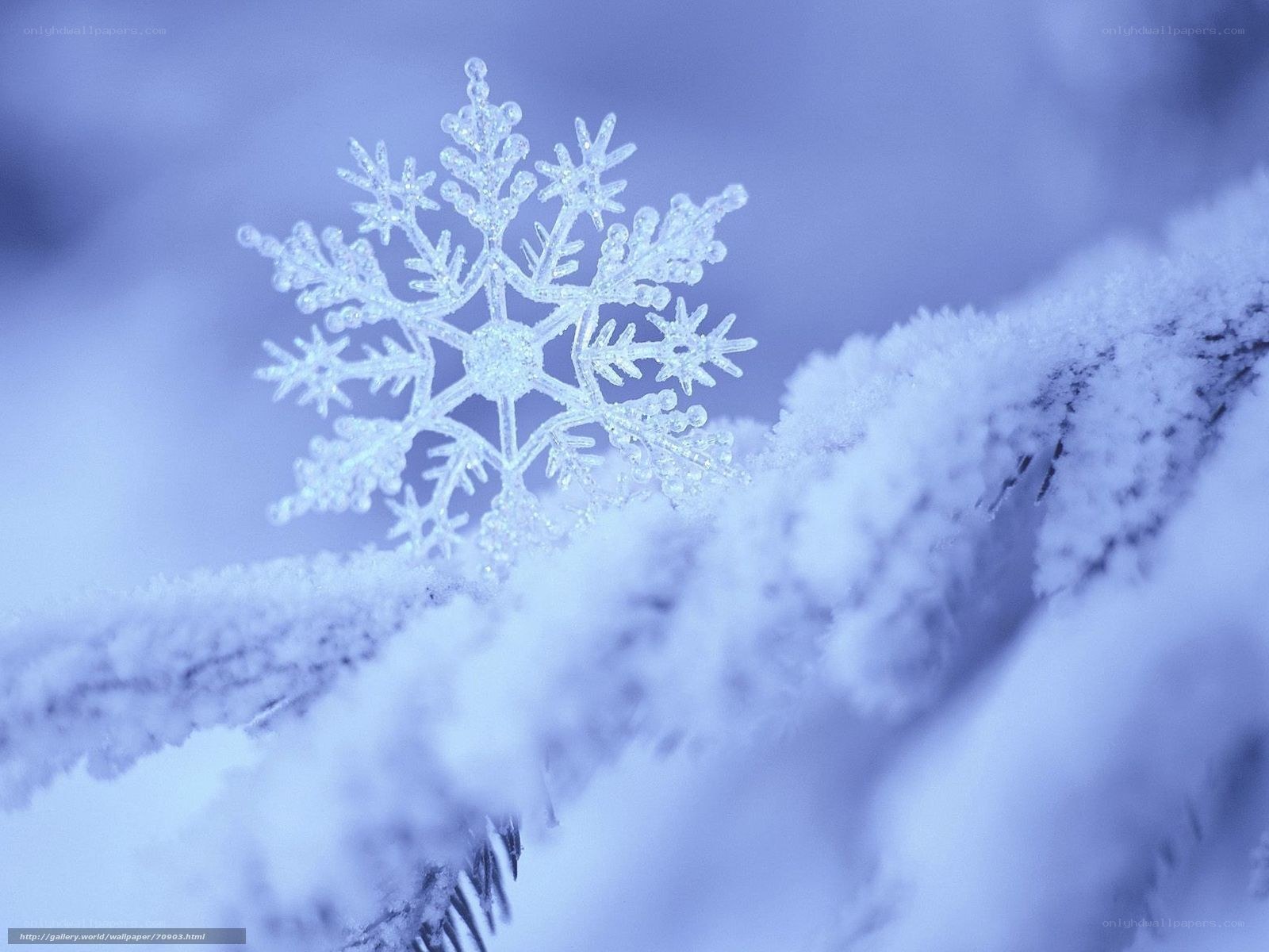 Snowflake on a branch