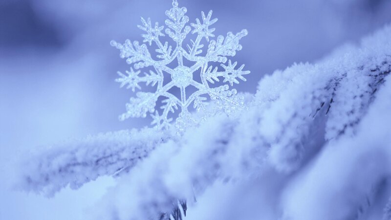 Snowflake on a snowy branch