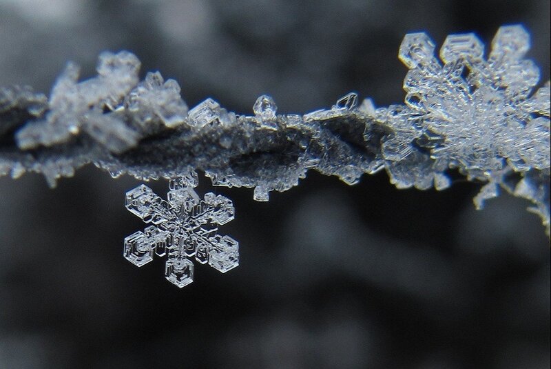 Snowflake on Branch — White, Cold, Winter