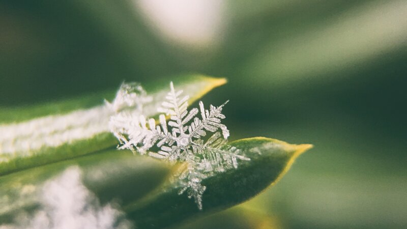 Snowflake on Green Leaf — Calm