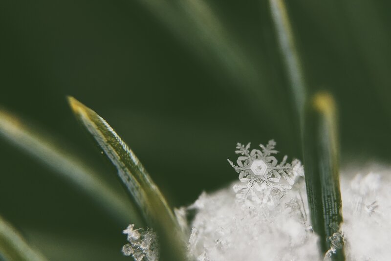 Snowflake on green leaf