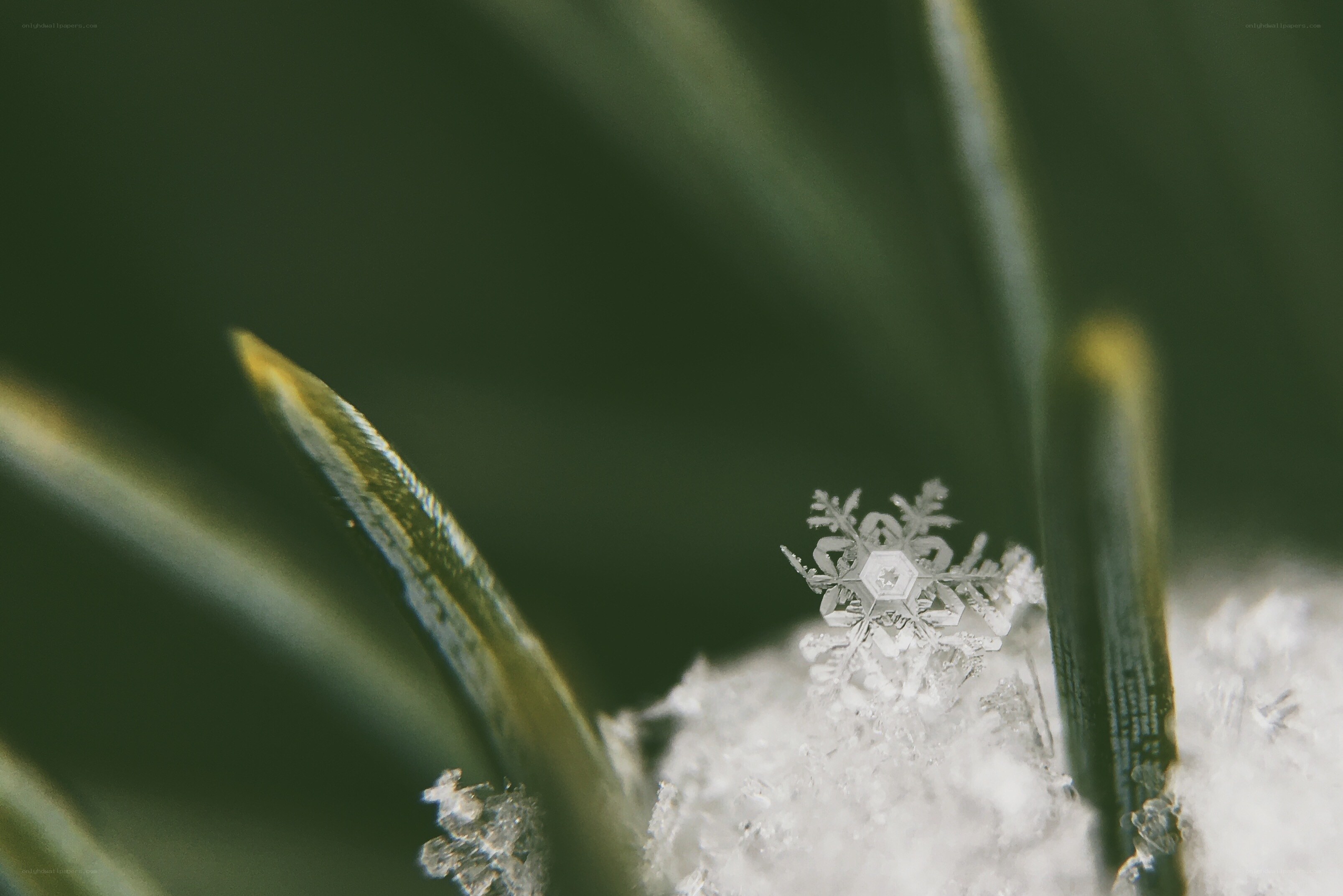 Snowflake on green leaf