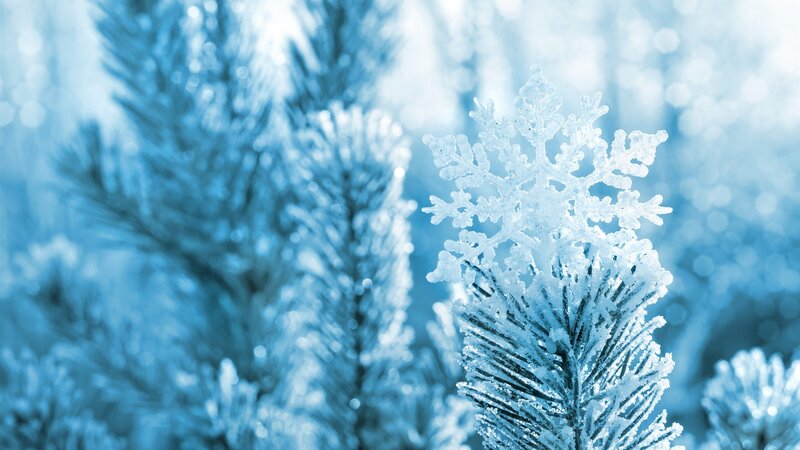 Snowflake on Pine Branch — Blue