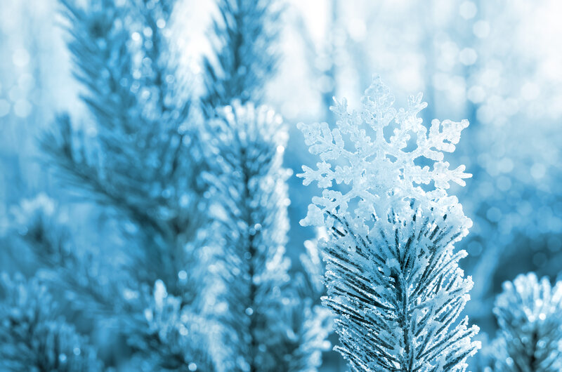 Snowflake on Pine Branch