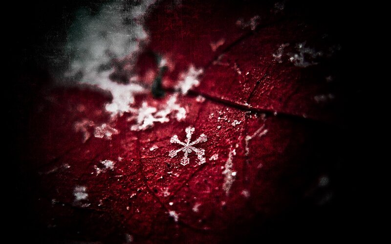 Snowflake on Red Leaf — Dramatic