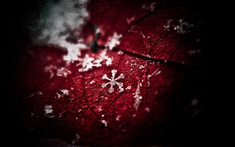 Snowflake on Red Leaf — Dramatic, Winter