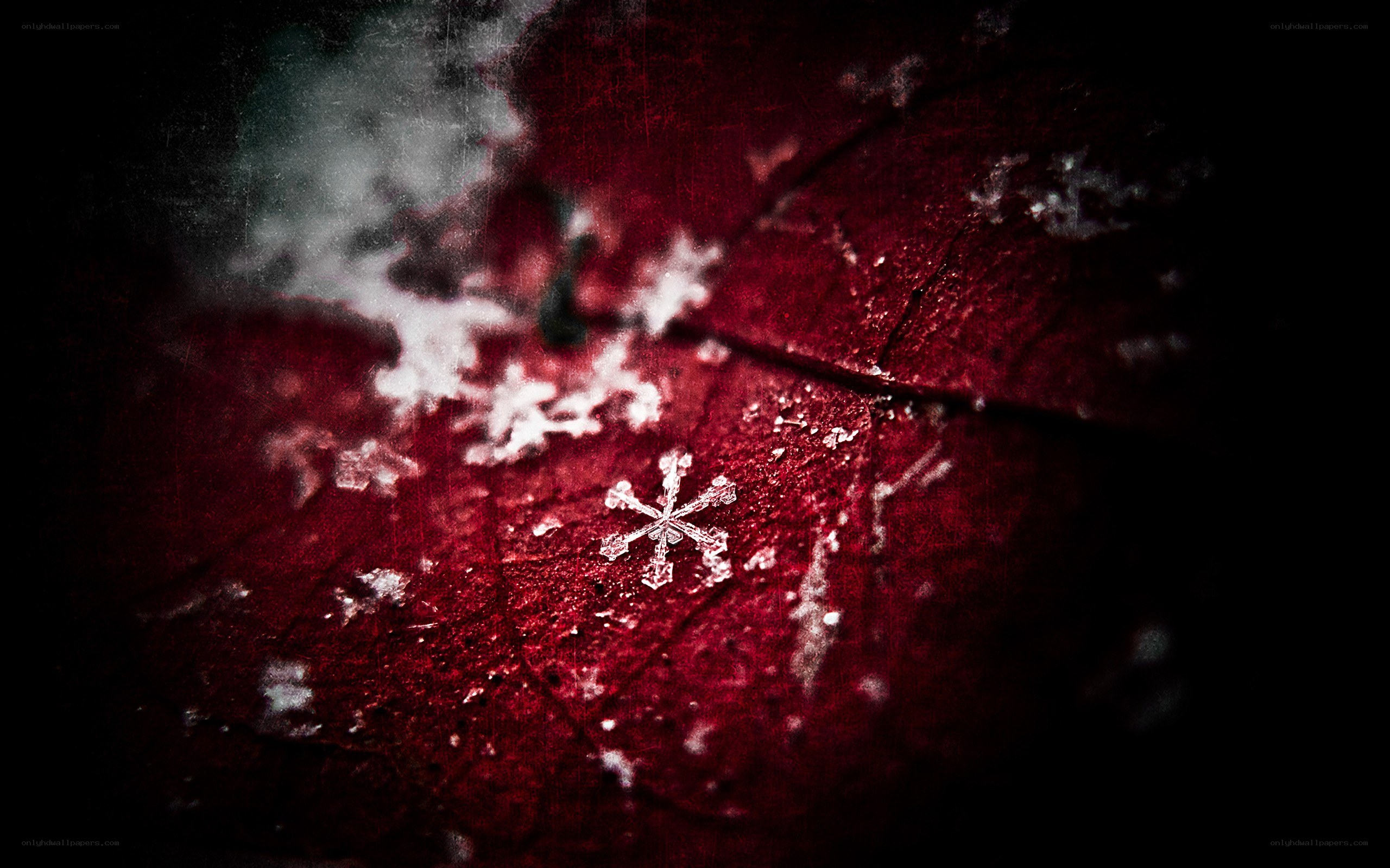 Snowflake on red leaf