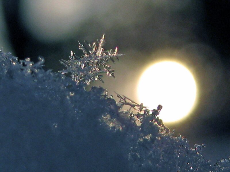 Snowflake on Snow — White, Dramatic