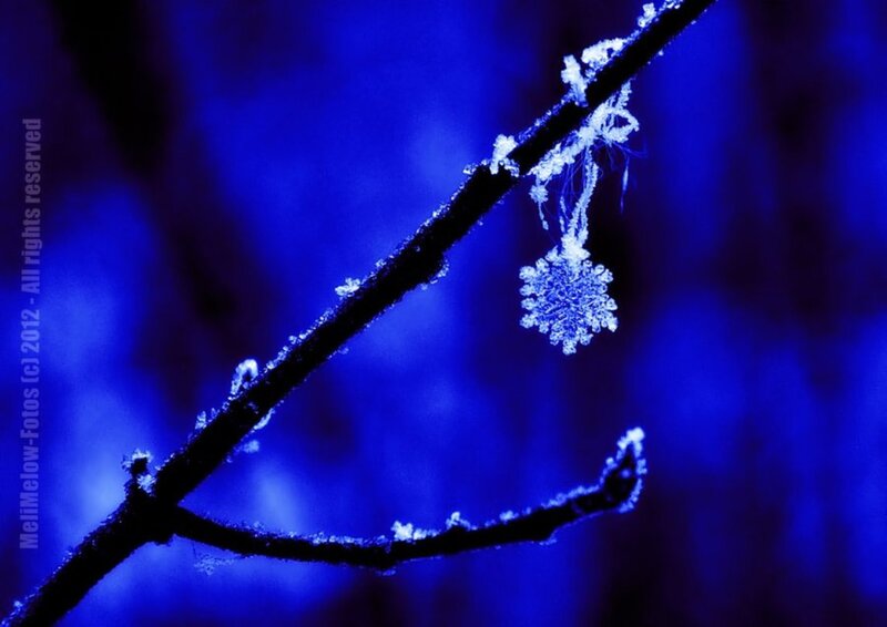 Snowflake on Tree Branch