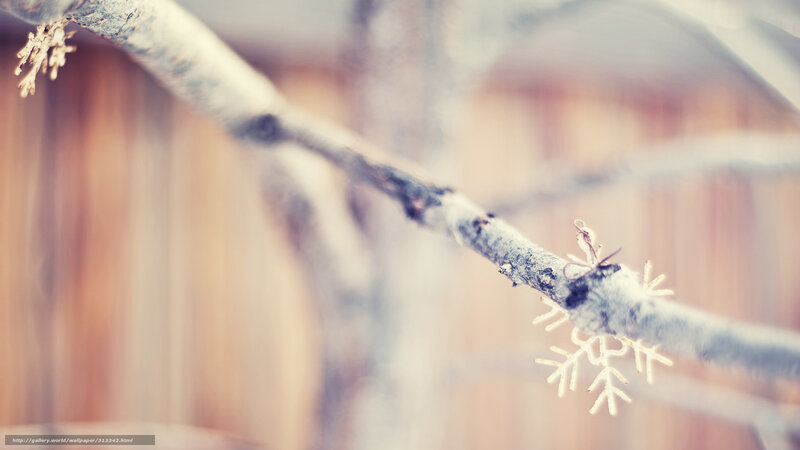 Snowflake on Tree Branch — White, Calm