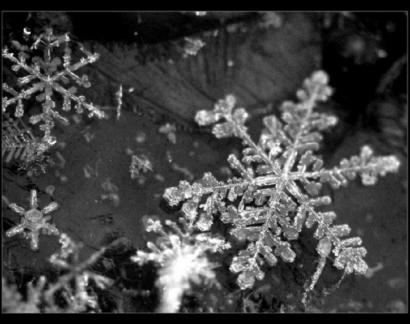 Snowflakes on Dark Surface — Black, Calm
