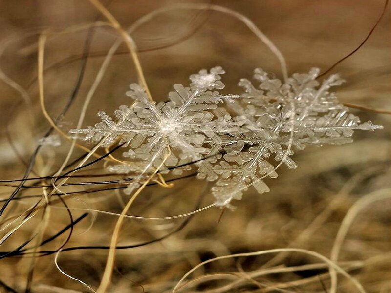 Snowflakes on Grass