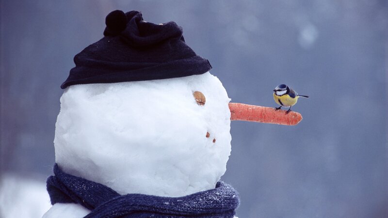 Snowman with bird on carrot nose