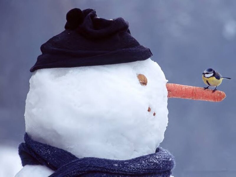 Snowman with Bird — White, Calm