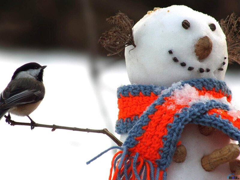 Snowman with Bird — White, Calm, Winter, Photograph