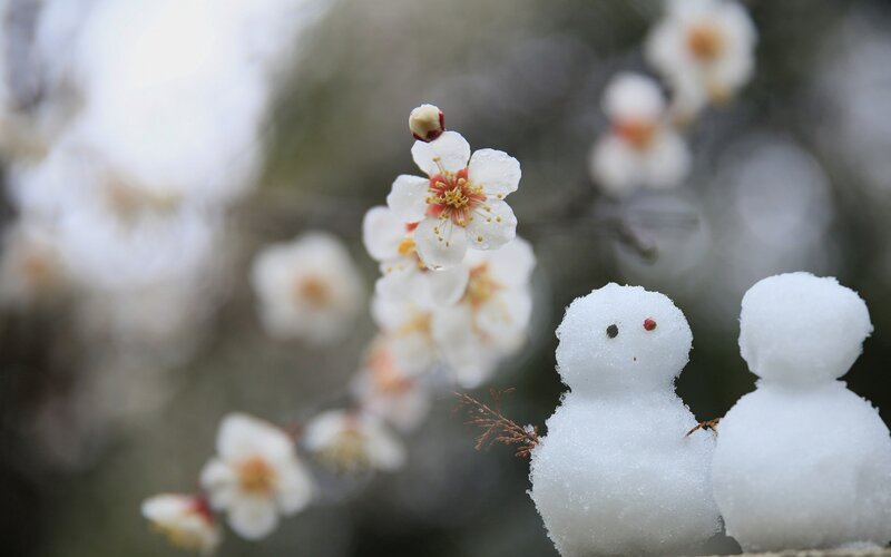 Snowmen with Plum Blossoms