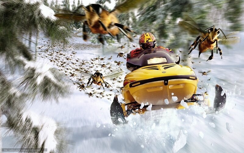Snowmobiler chased by bees