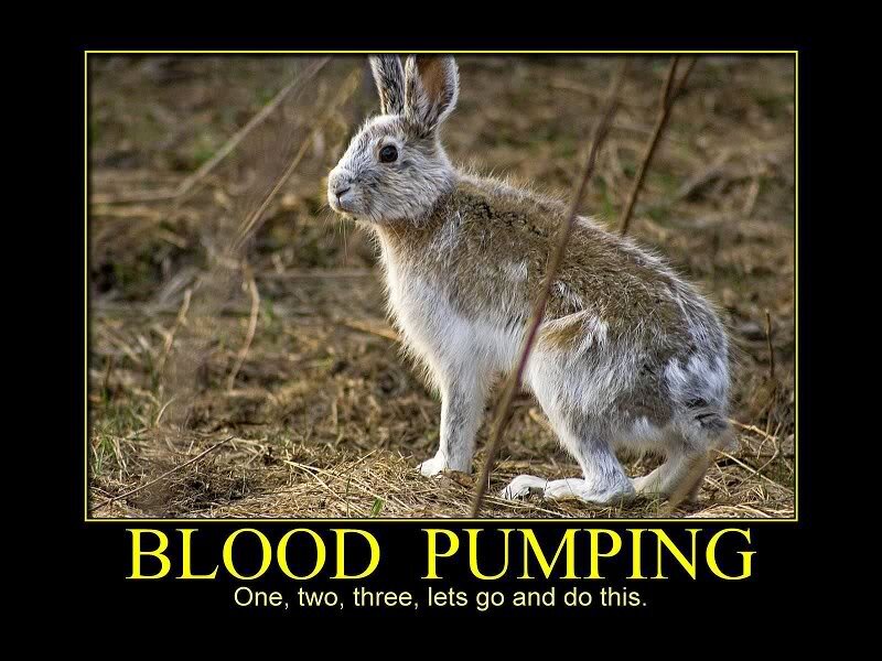 Snowshoe Hare in Field