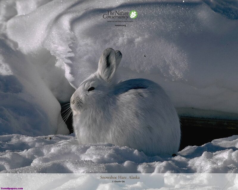 Snowshoe hare in snow