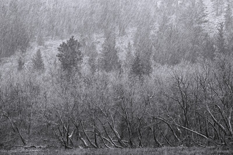 Snowstorm in a forest