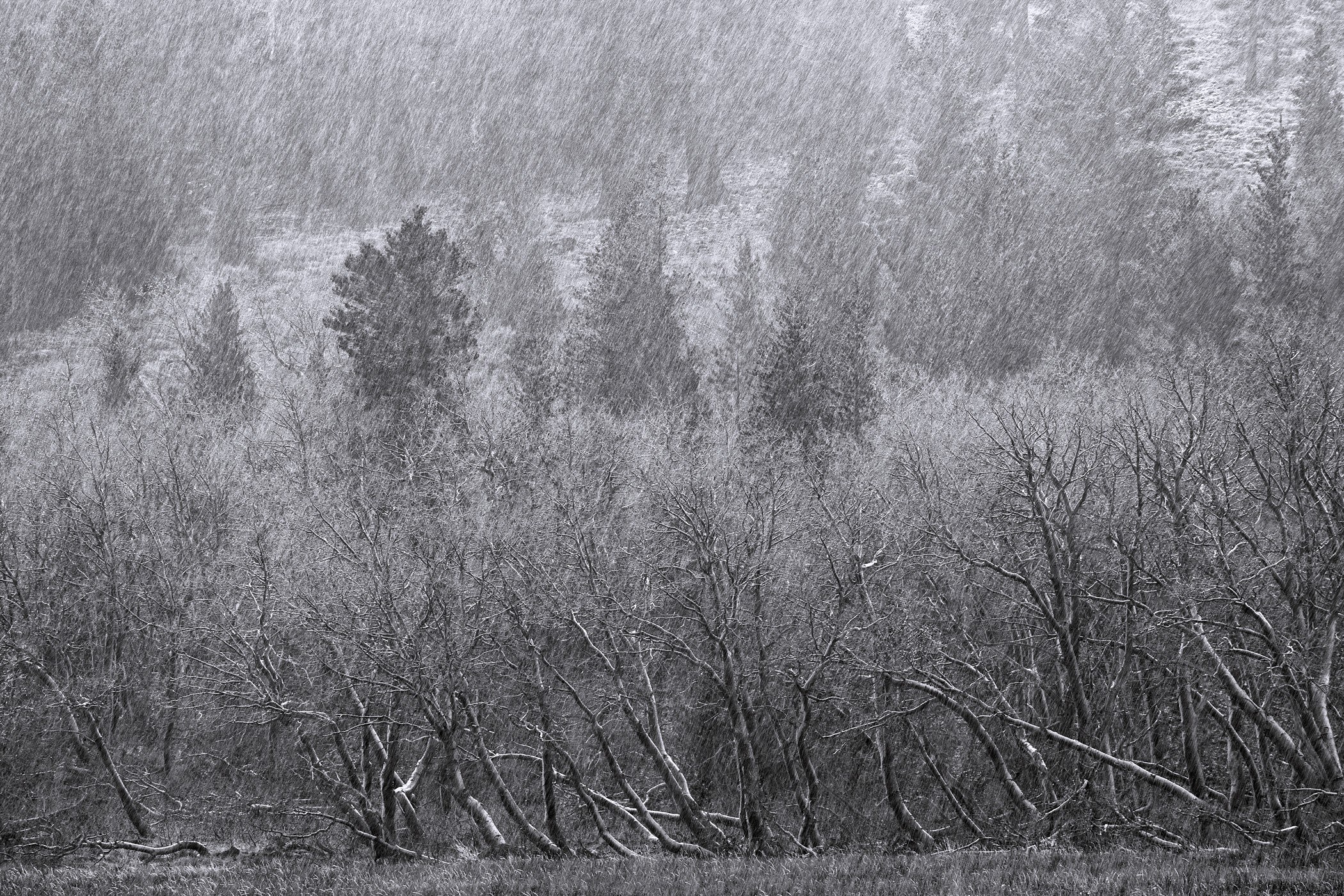 Snowstorm in a forest